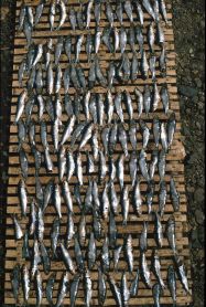 Bajo: Kleine Fische werden getrocknet