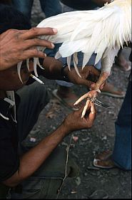 Einem Hahn werden rasierklingenscharfe Messer an die Beine gebunden