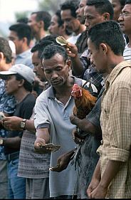 Hahnenkampf in Dili: Es wird um viel Geld gewettet
