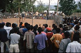 Hahnenkampf in Dili: Zuschauer