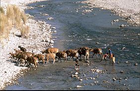 Kuhherde durchquert einen Fluss