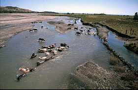 Fluss mit Wasserbüffeln zwischen Dili und Manatutu