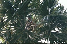 Der Mann im Wipfel der Palme