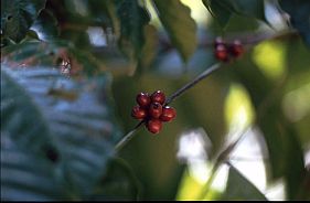 Beeren am Kaffeestrauch