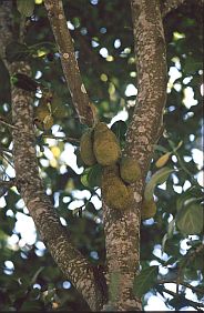 Jackfruit wachsen direkt aus dem Stamm