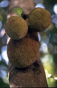 Jackfruit