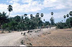 Die Hauptstraße mit Ziegenherde und Lontarpalmen