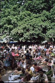 Markt am Tono-Fluss unter großen Banyan-Bäumen