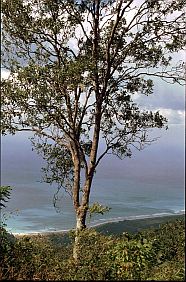 Sandelholzbaum an der Kste bei Kolbanu