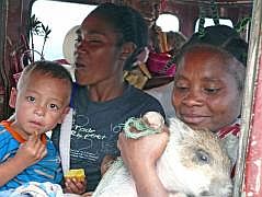 Rckfahrt nach Manokwari: Auch das Schweinchen muss mit