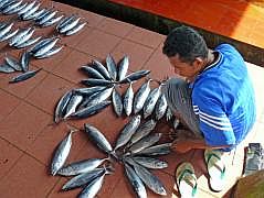 Biak: Fischmarkt