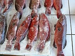 Biak: Fischmarkt