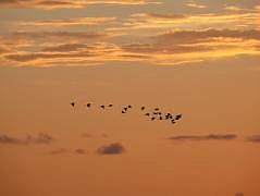 Insel Rani: Sonnenuntergang mit Vgeln
