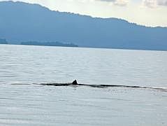 Fahrt von der Insel Rani zur Insel Insubabi: Hai?