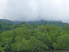 Blick auf Supioris Mangroven und Regenwald
