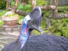 Kasuar im Taman Burung