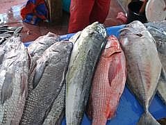 Manokwari Fischmarkt (Pasar Ikan)