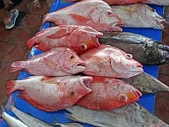 Manokwari Fischmarkt (Pasar Ikan)