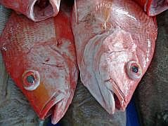 Manokwari Fischmarkt (Pasar Ikan)