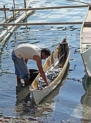 Manokwari Fischmarkt (Pasar Ikan)