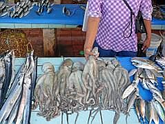 Manokwari Fischmarkt (Pasar Ikan)