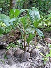 Numfor: Kokosnuss-Sprsslinge