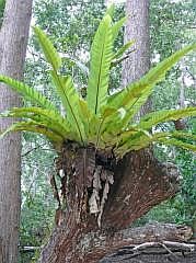 Numfor: Epiphyten