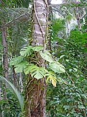 Numfor: Kletter-Philodendron an einer Palme