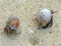 Numfor: Strand bei Yemburwo - Einsiedlerkrebse