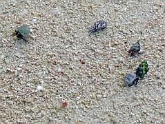 Numfor: Strand bei Yemburwo - Einsiedlerkrebse