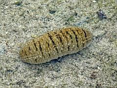 Numfor: Strand bei Yemburwo - Seegurken/Seewalzen (Trepang) gehren zu den Stachelhutern und knnen bis zu 2 m lang werden.  In China gelten sie als Delikatesse.
