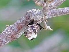Numfor: Strand bei Yemburwo - Bienennest
