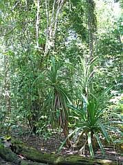 Numfor: Insel Manem - Pandanus