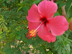 Manokwari: Hibiskus