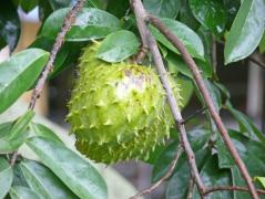 Ransiki: Sirsak, Sugar Apple, Stachelannone (Annona muricata)