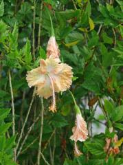 Ransiki: Hibiskus