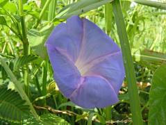 Manokwari/Amban: Purpurwinde (Ipomoea purpurea)
