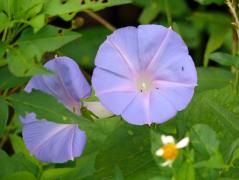 Manokwari/Amban: Purpurwinde (Ipomoea purpurea)