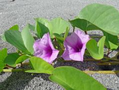 Manokwari/Amban: Purpurwinde (Ipomoea purpurea)