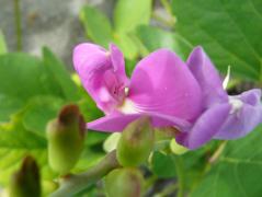 Manokwari/Amban
