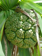 Manokwari/Amban: Pandanus-Frucht