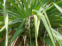 Manokwari/Amban: Pandanus-Frucht