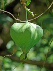 Manokwari/Amban:  Frucht