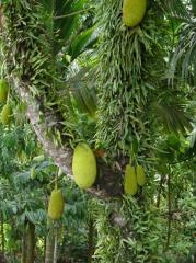 Manokwari: Jackfrucht