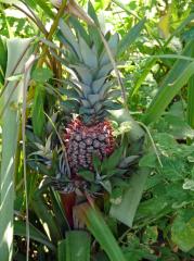Manokwari: Ananas