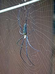 Manokwari: Seidenspinne (Nephila), etwa handgro