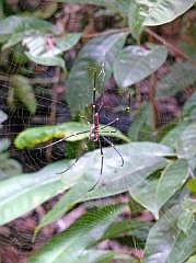 Manokwari: Seidenspinne (Nephila)