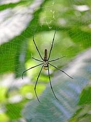 Manokwari: Seidenspinne (Nephila)