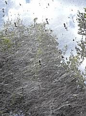 Anggi: groes Spinnennetz - Spinnenkolonie