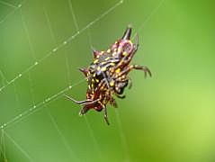 Anggi: Jewel-Spider (Austracantha)